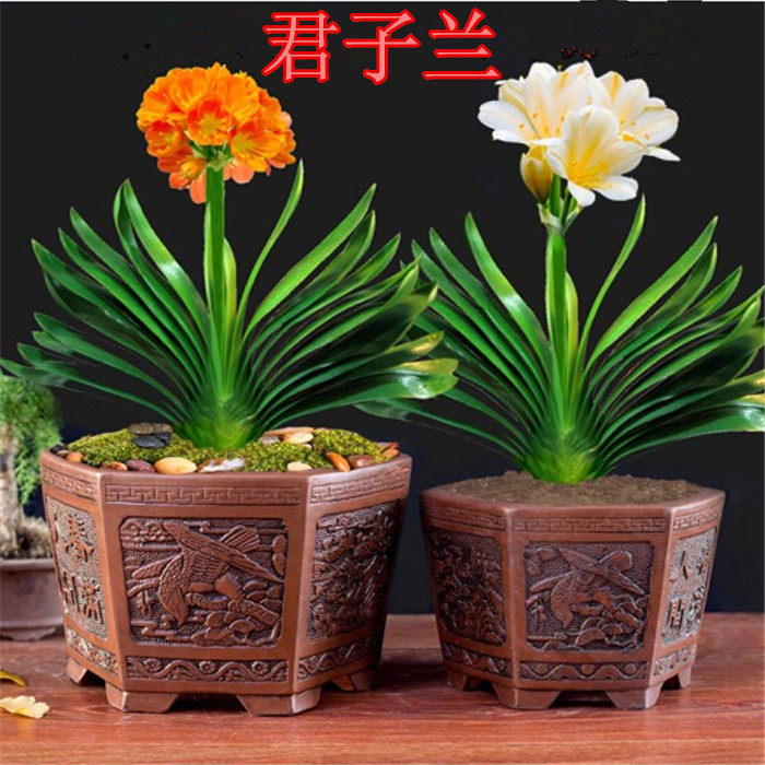 君子兰精品绿植花卉包邮四季常青