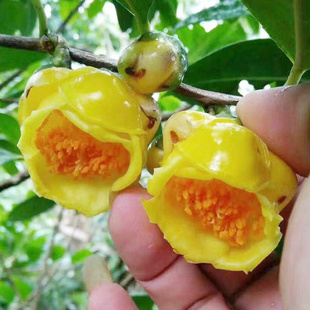 广西防城金花茶盆栽树苗带花苞金花茶盆栽 名贵金茶花苗