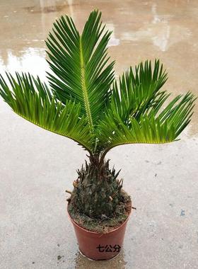 客厅四季常青植物庭院盆景