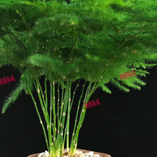 文竹好养造景苗四季种植新年促销