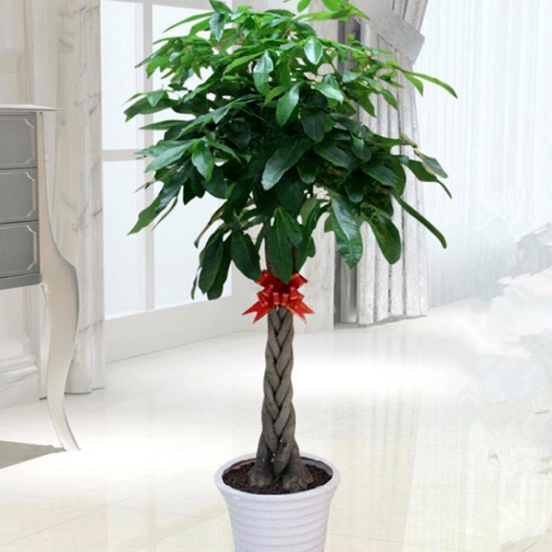包邮绿植盆栽辫子独杆大发财树办公室内摇钱盆景花卉客厅绿萝花苗