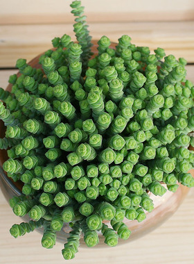 新绿盆栽钱串多肉植物钱串子多肉多头群带土发满包邮