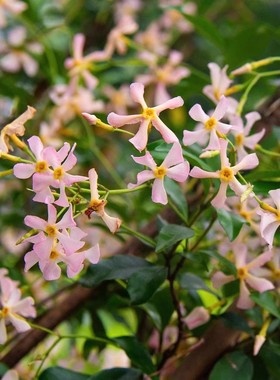 粉色洗礼风车茉莉耐寒耐热爬藤植物络石藤庭院四季常青银丝茉莉苗