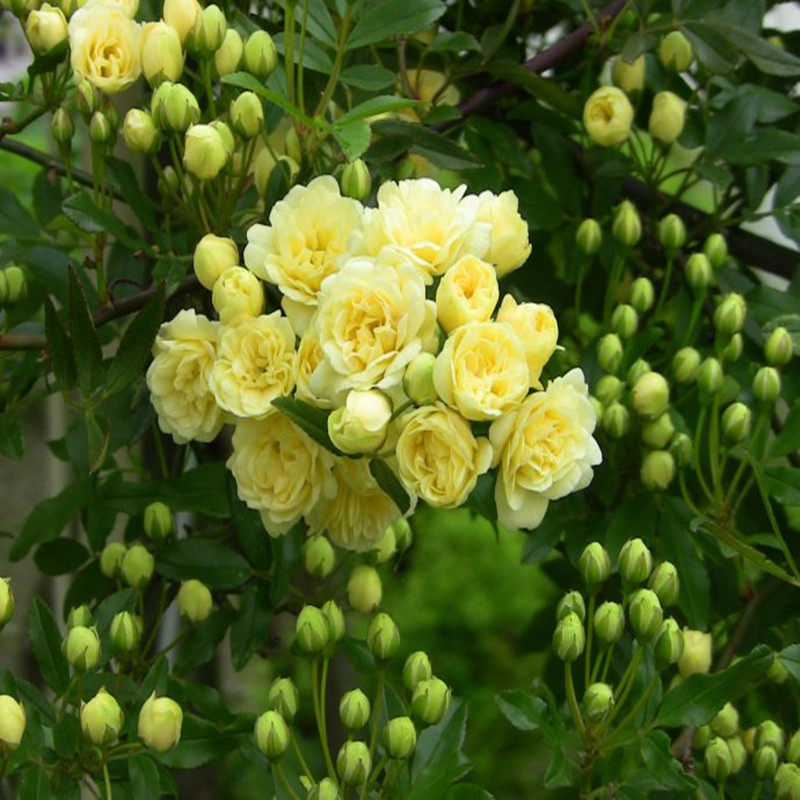 黄木香花苗白木香七里香红木香庭院阳台攀援花卉爬藤藤本绿植盆