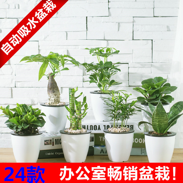 栀子花发财树绿萝文竹办公室内盆栽防辐射吸甲醛绿植水培绿色植物