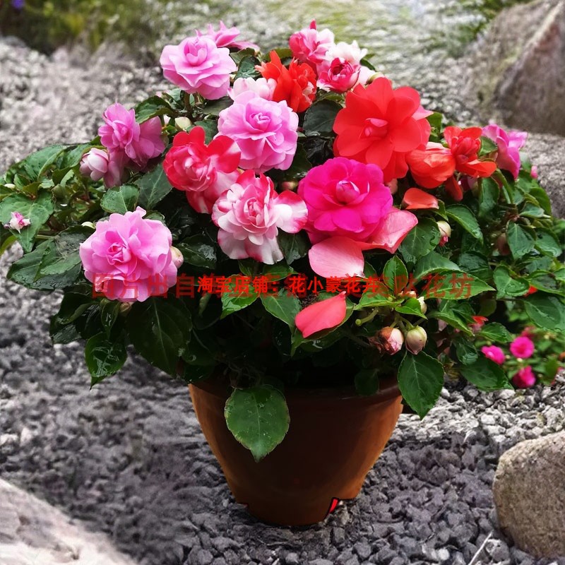 重瓣凤仙花盆栽带花发货水梅花小苗耐寒耐热观花植物阳台客厅窗台