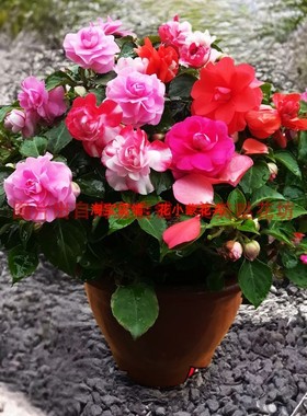 重瓣凤仙花盆栽带花发货水梅花小苗耐寒耐热观花植物阳台客厅窗台