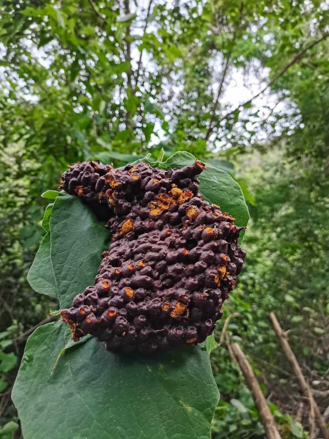 云南野生纯天然土蜂蜜土酸蜂花粉500克瓶装-封面