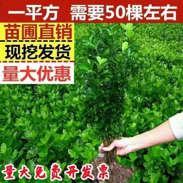 万年青树冬青树苗四季常青围墙篱笆树植物庭院苗圃批发北海道黄杨