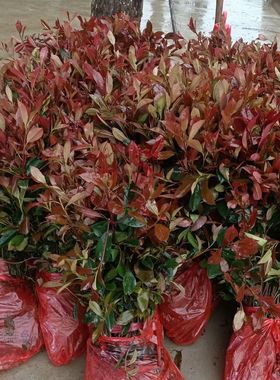 红叶石楠树苗 石楠小苗红罗宾扦插苗火焰红 绿篱庭院色块四季常青