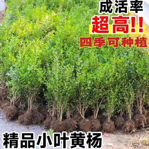 小叶黄杨瓜子黄杨四季常青别墅地栽庭院耐寒绿化植物篱笆墙定型