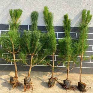 黑松小苗松树苗罗汉松雪松树苗白皮松小苗黑松盆景苗实生五针松苗