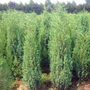 刺柏树苗北京桧柏刺松树苗带刺行道树苗绿化松柏树清明塔柏地柏苗