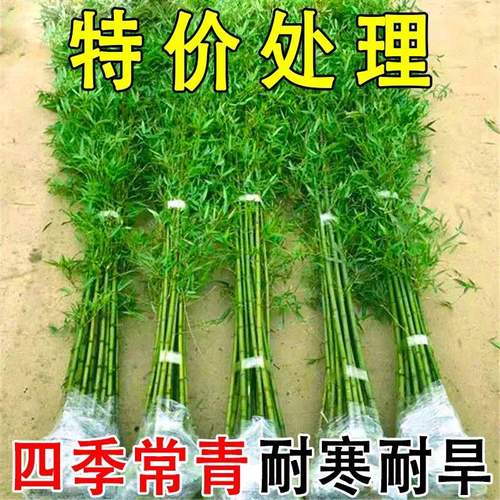 特价竹子苗耐寒耐热庭院绿化室内绿植青竹罗汉竹金镶玉竹黄金竹紫