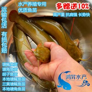 正宗皇妃一号塘鲺鱼苗本地塘鲺塘角鱼杂交三黄塘鲺淡水养殖 活体