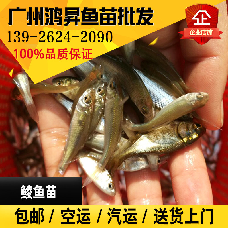 大量供应鲮鱼苗(土鲮、鲮公、凌鱼)泰国鲮鱼等各类淡水鱼苗活体