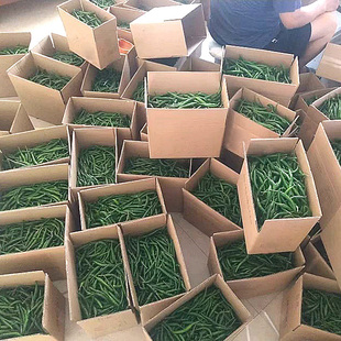 小米辣椒新鲜批发农家自种青辣椒新鲜指朝天椒蔬菜泡椒特辣青椒