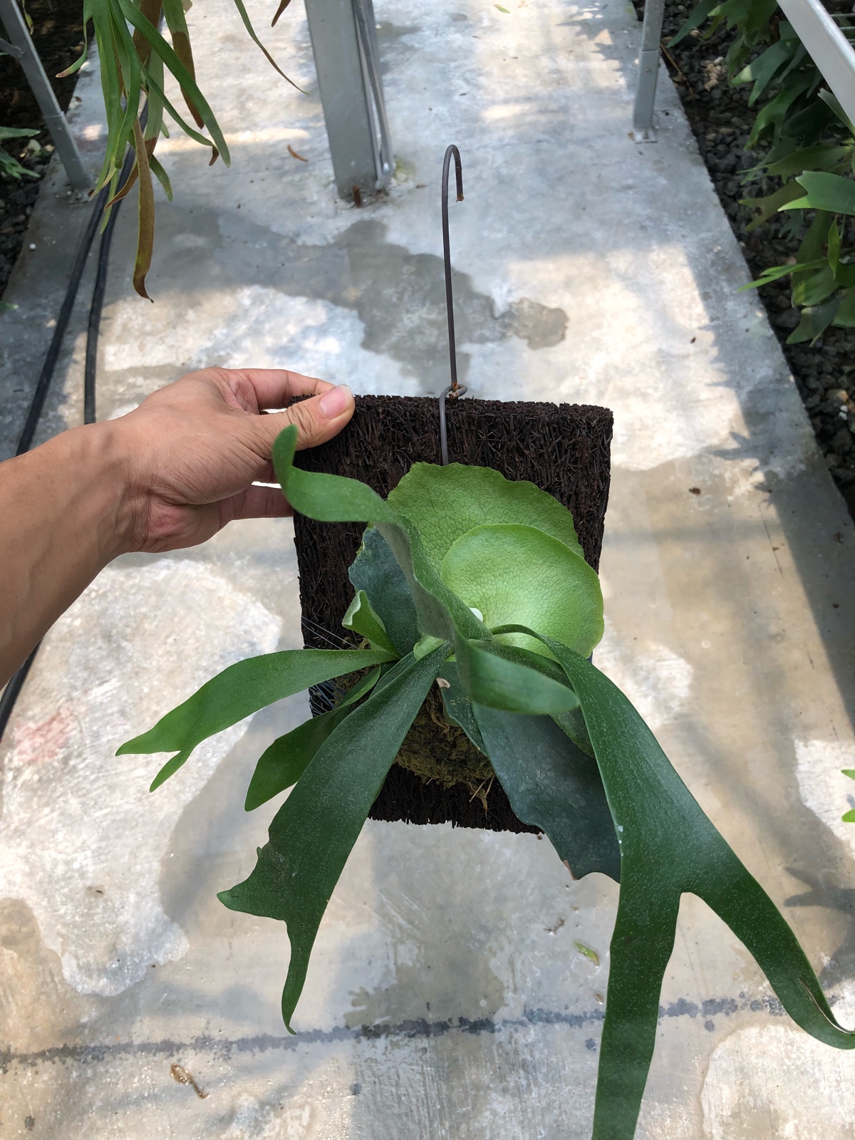 蕨类盆栽植物鹿角蕨附生蕨类生态缸造景热带雨林植物包邮