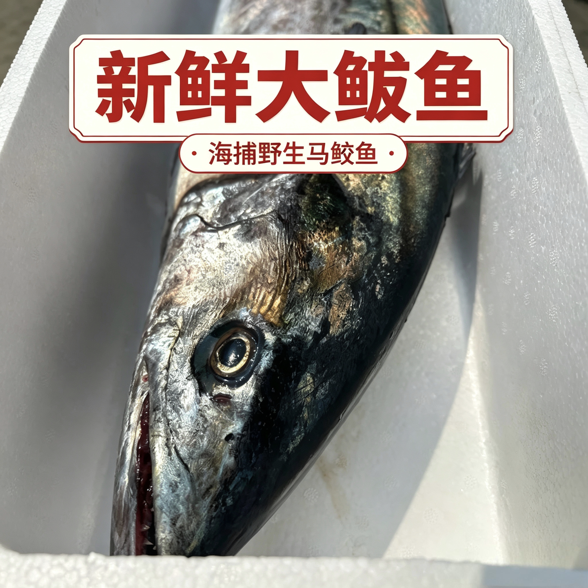 海捕大鲅鱼马鲛鱼鲅鱼饺子原料