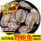 烟台海鲜水产 9头 鲜活大鲍鱼新鲜鲍鱼鲜活海捕大海鲍鱼