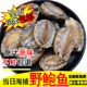 烟台海鲜水产 9头 鲜活大鲍鱼新鲜鲍鱼鲜活海捕大海鲍鱼