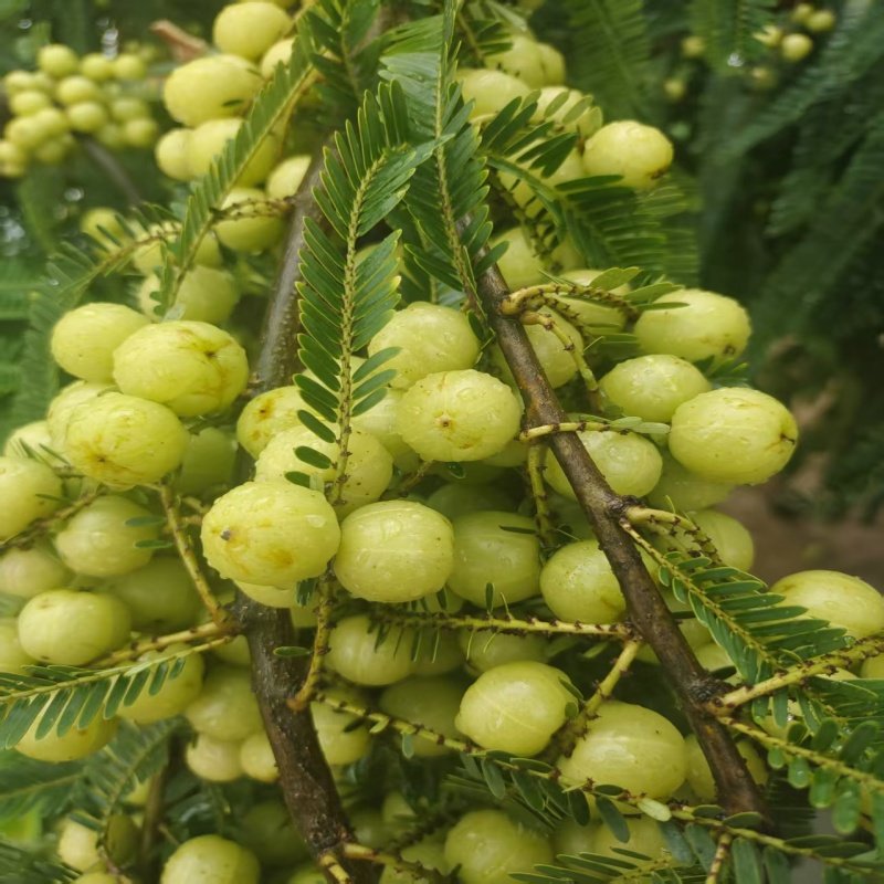 云南新鲜余甘果子滇橄榄