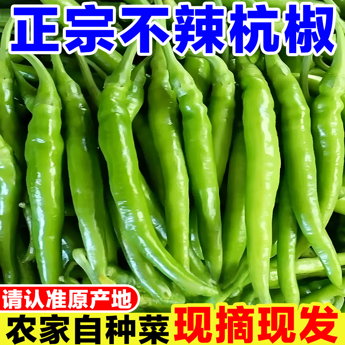 正宗不辣杭椒新鲜水果椒可生吃辣椒不辣款青椒蘸酱小杭椒线椒长椒