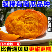 正宗金贝贝南瓜现摘老南瓜日本惠和金粉一号粉面甜红贝贝婴儿辅食