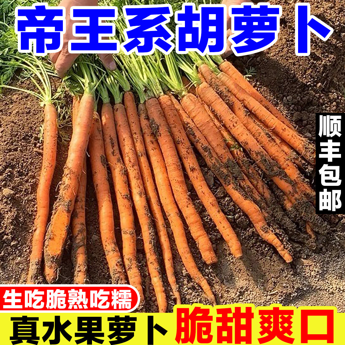 山东帝王系水果胡萝卜新鲜当季现挖超长手指胡萝卜生吃蔬菜辅食