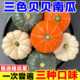 三色贝贝南瓜组合奶油贝贝南瓜白贝贝金贝贝板栗贝贝南瓜三拼装