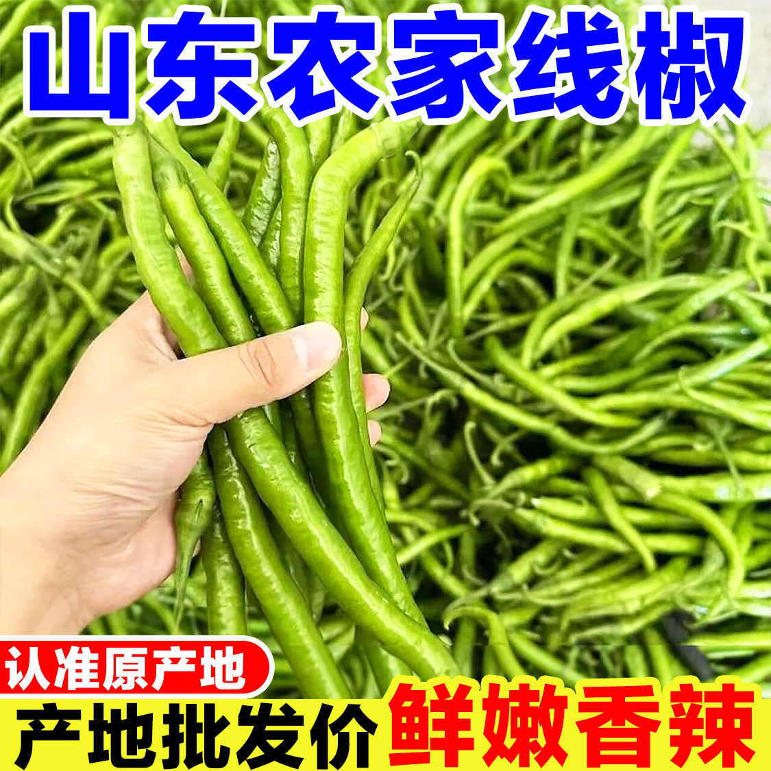 山东线椒新鲜辣椒农家自种长椒二荆条辣椒绿椒长尖椒青辣椒鸡肠椒