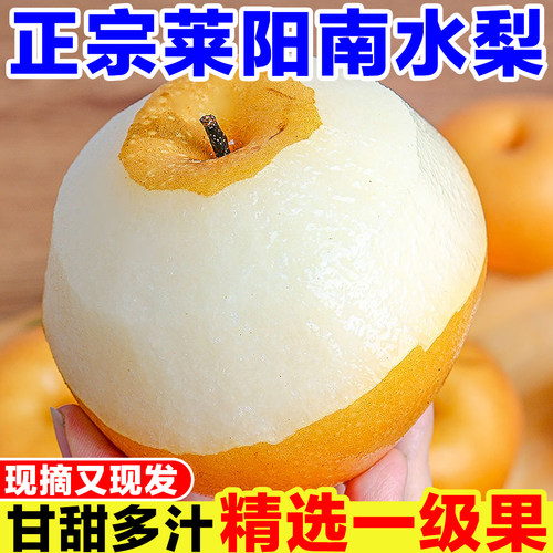 正宗莱阳南水梨大果薄皮蜜梨新鲜应当季水果整箱包邮现摘现发水果