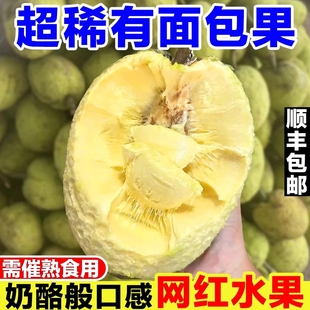 网红面包果新鲜当季现摘面包树果实罕见稀有热带水果猴面包果鲜果