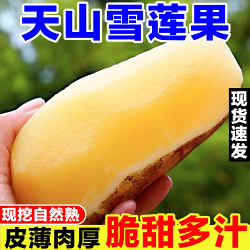 正宗云南天山雪莲果新鲜当季孕妇水果低糖黄心红心雪莲果特级大果