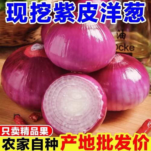 现挖紫红皮洋葱甜味生吃丑洋葱元葱头紫皮小洋葱圆葱新鲜蔬菜整箱