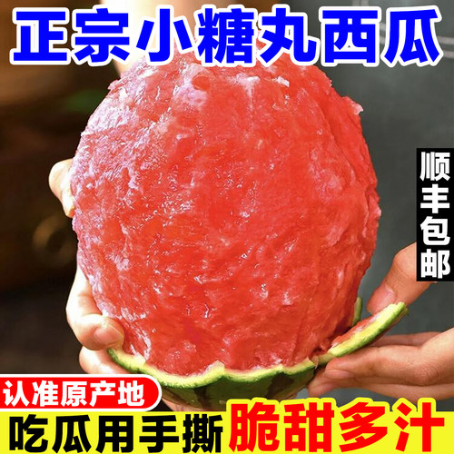 正宗小糖丸西瓜新鲜当季孕妇水果现摘甘美4k西瓜迷你薄皮小西瓜