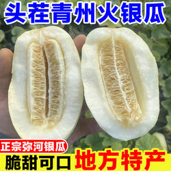 山东青州火银瓜甜瓜新鲜水果奶香蜜瓜特产弥河银瓜大关营沙地甜瓜