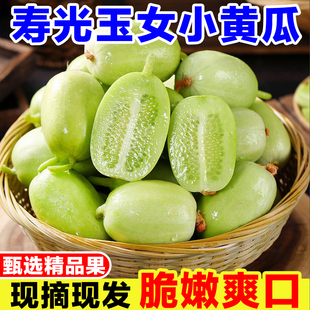 寿光玉女黄瓜新鲜水果小黄瓜拇指黄瓜生吃青瓜白玉黄瓜脆瓜迷你瓜