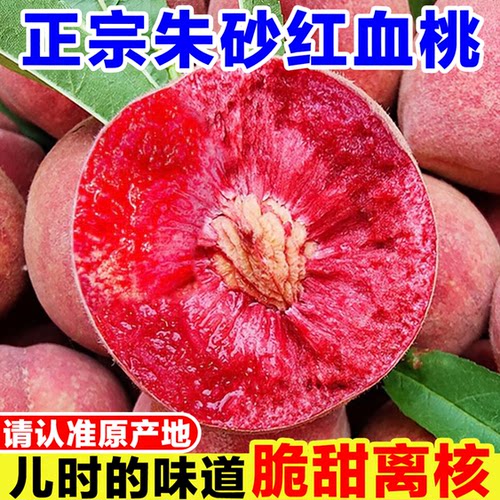正宗朱砂红血桃新鲜红肉桃子当季孕妇水果现摘水蜜桃桐柏红心毛桃