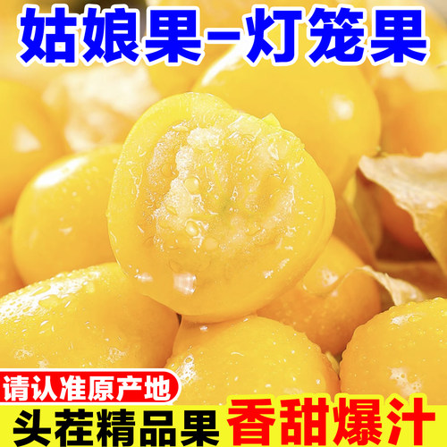 云南姑娘果新鲜灯笼果当季孕妇水果现摘东北特产黄菇娘果姑鸟大果