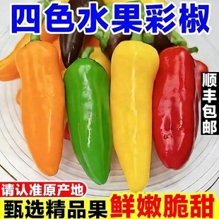 寿光水果彩椒新鲜甜椒迷你四色辣椒生吃五彩灯笼椒黄红绿橙色辣椒