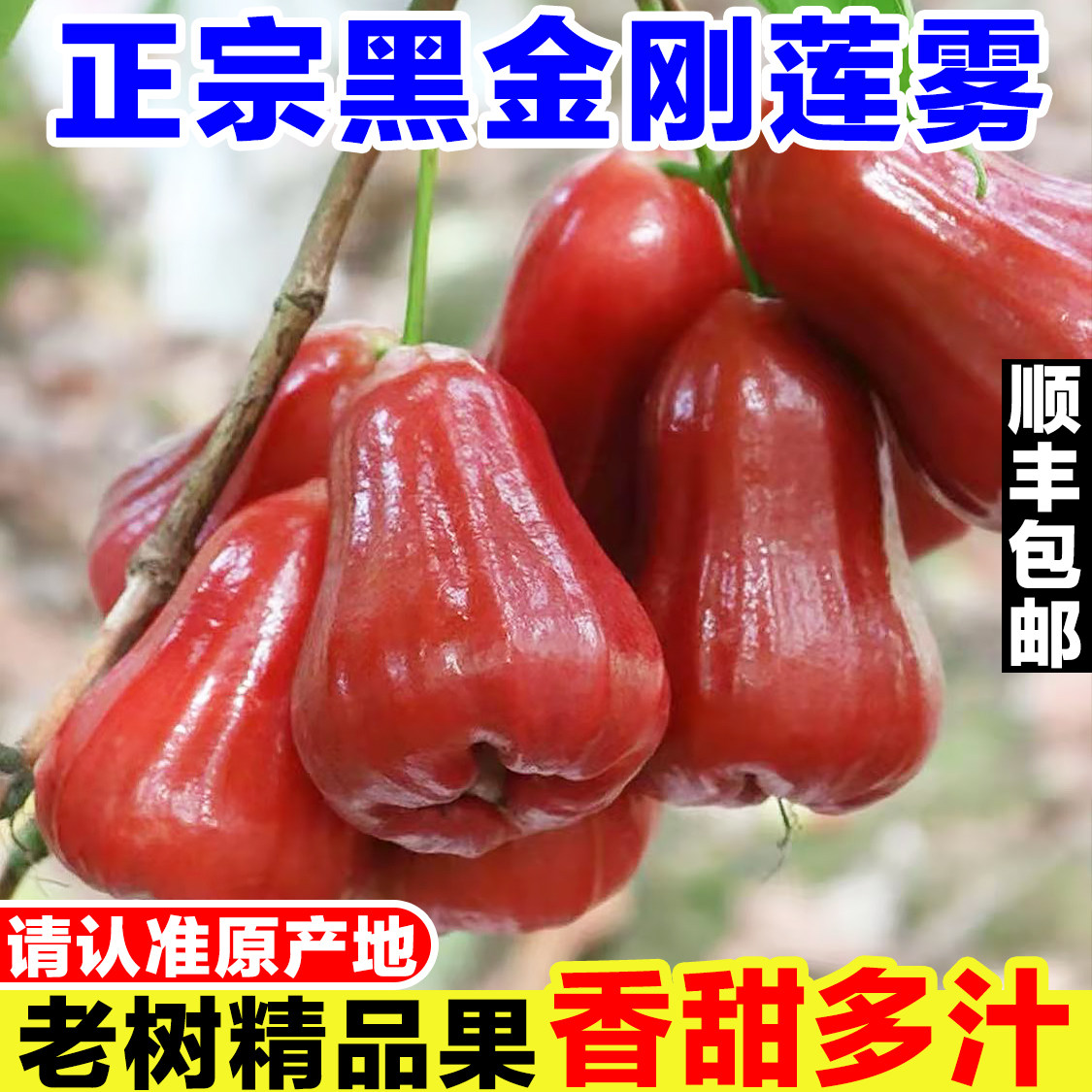 泰国黑金刚莲雾新鲜当季孕妇水果现摘红宝石莲雾果洋蒲桃仙女果