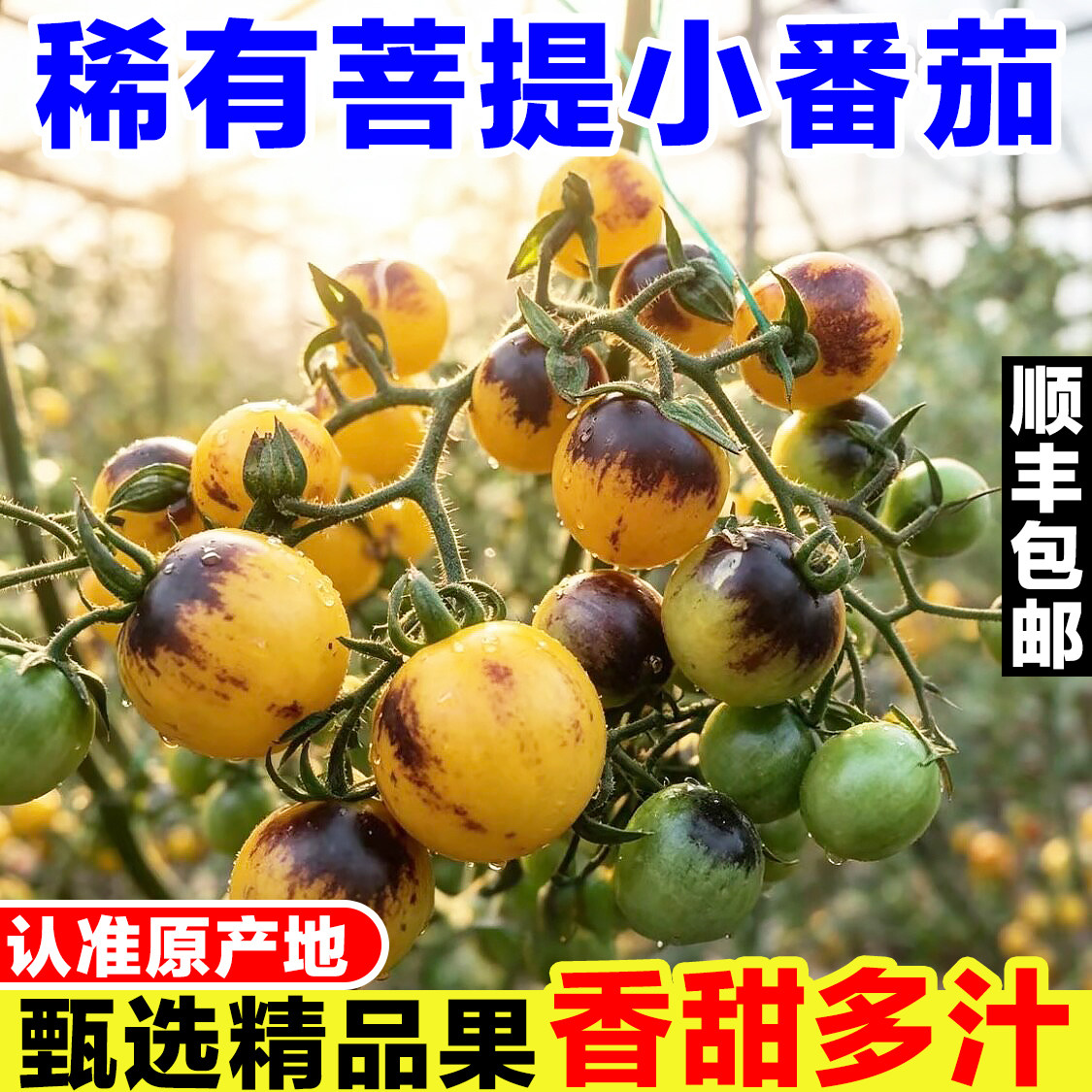 寿光菩提番茄彩色圣女果新鲜当季渐变白黑色小番茄生吃水果小柿子
