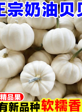 正宗奶油贝贝南瓜惠和一号白色南瓜现摘老南瓜白贝贝南瓜宝宝辅食