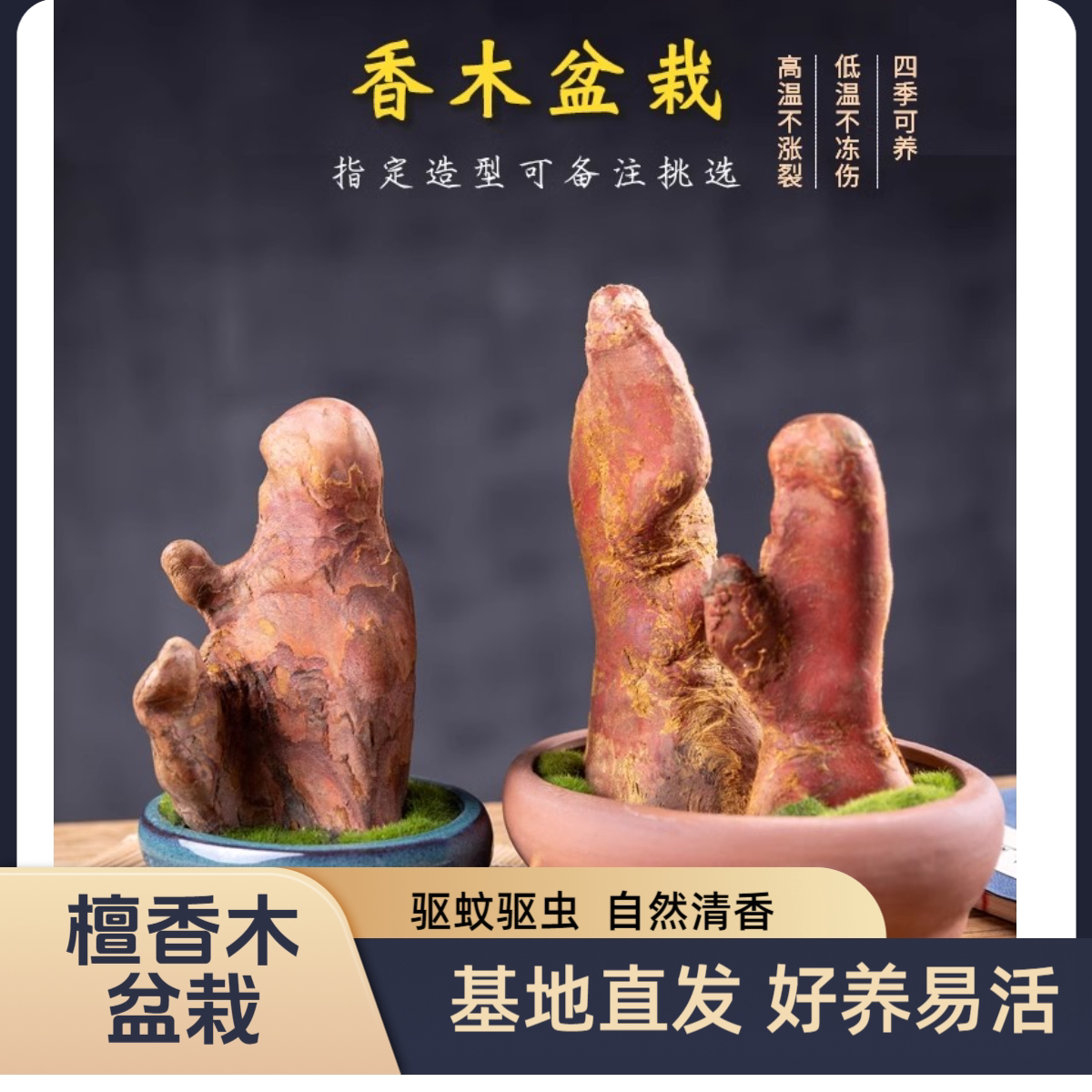 檀香木盆栽室内办公桌面绿植耐寒客厅盆景四季常青净化空气吸甲醛