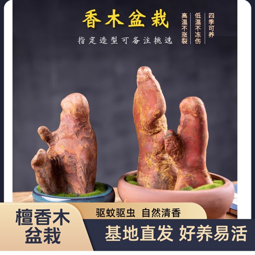 檀香木盆栽室内办公桌面绿植