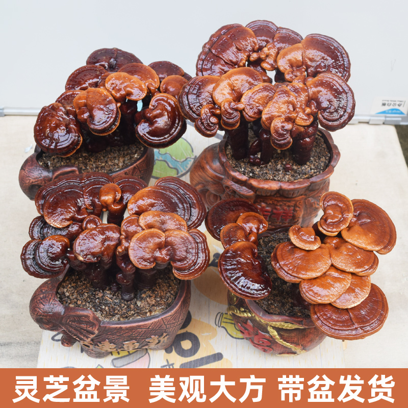 观赏小象摆件吉祥如意灵芝盆景图片