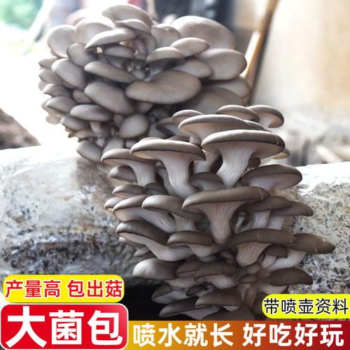 蘑菇种植包平菇香菇喷水就出