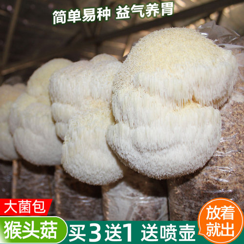 猴头菇菌包平菇菌种包蘑菇种植包菌子食用菌家庭种蘑菇[健康养胃]