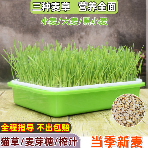 四季小麦种子麦芽糖榨汁水土培